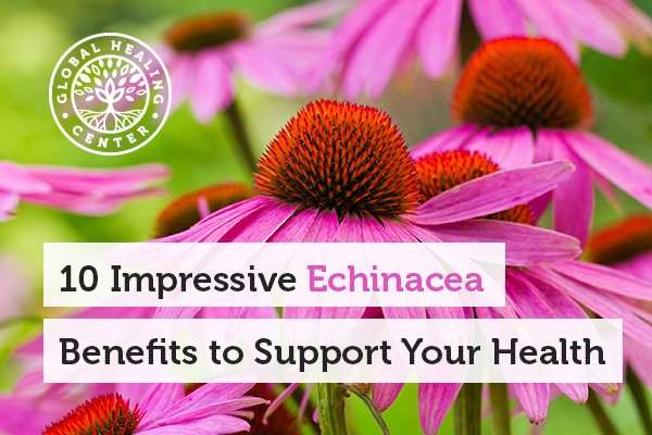 10 Impressive Echinacea Benefits to Support Your Health  Written by Dr. Group, DCFounder  of Global Healing