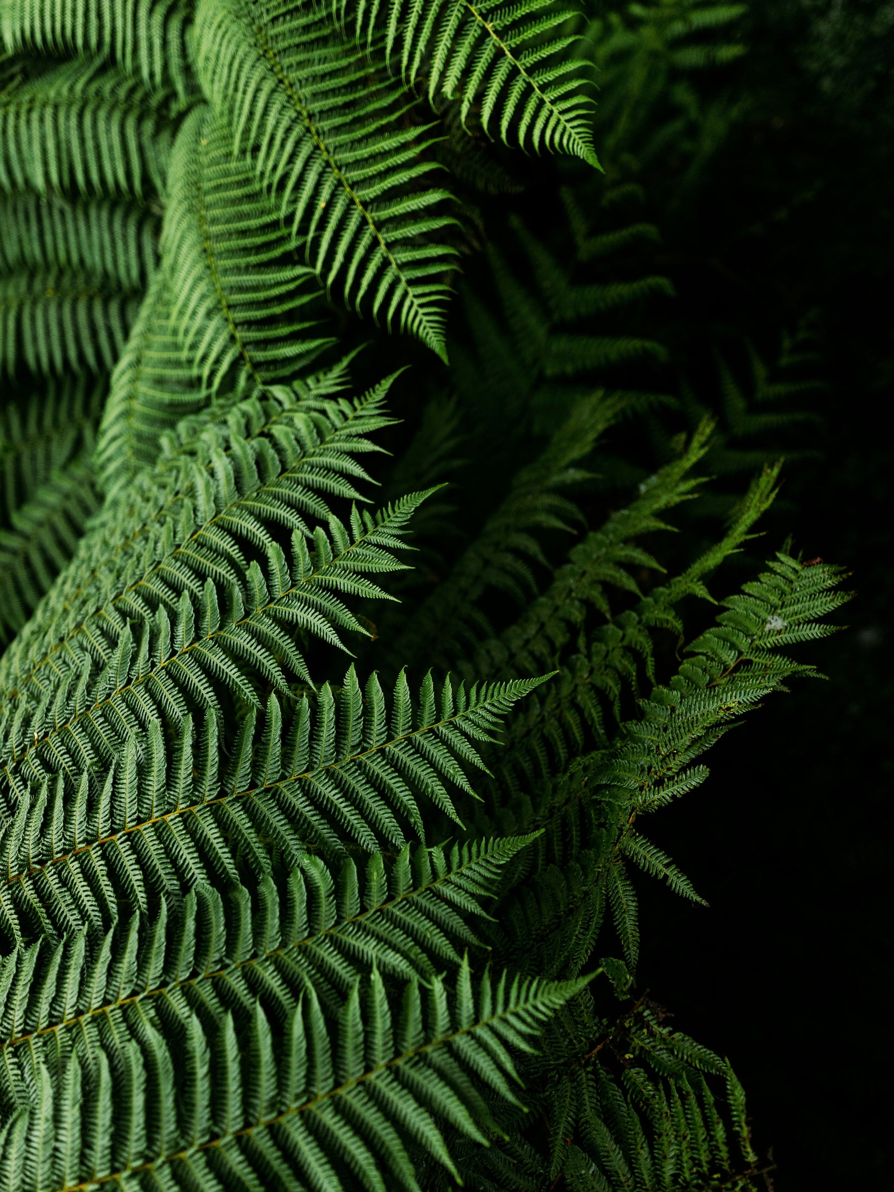 Close-up of green silver fern leaves in New Zealand.